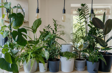The Best Houseplants for Improving Indoor Air Quality