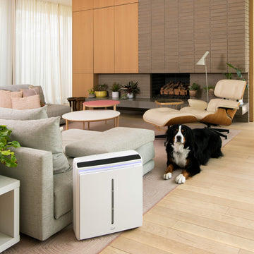 Breathing Fresh: Celebrating National Indoor Air Quality Awareness Month