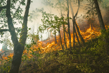 Forest Fires and Health