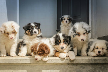 How Often to Replace Air Purifier Filters In Homes With Pets