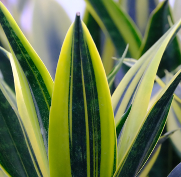 The Green Guardians: How Houseplants Can Purify Your Indoor Air