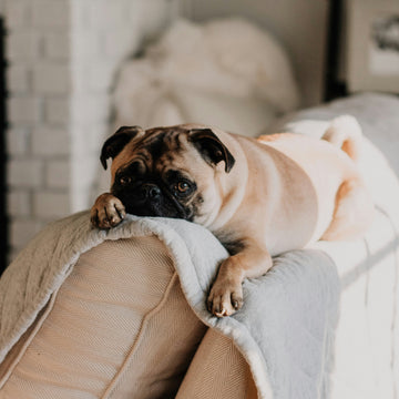 Seasonal Air Purification Tips For Pet Owners