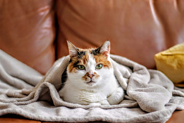 Top Essential Air Quality Tips for Pet Owners