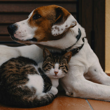 Air Purification Solutions for Multi-Pet Households