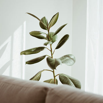 Ways to Improve Indoor Air Quality