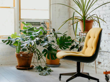 7 Air Purifying Plants For Dorm Rooms to Improve Indoor Quality