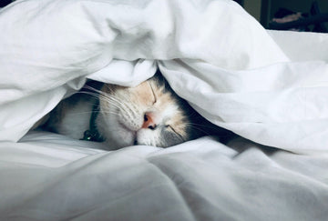 8 Ways To Get Rid of Cat Litter Smell Fast